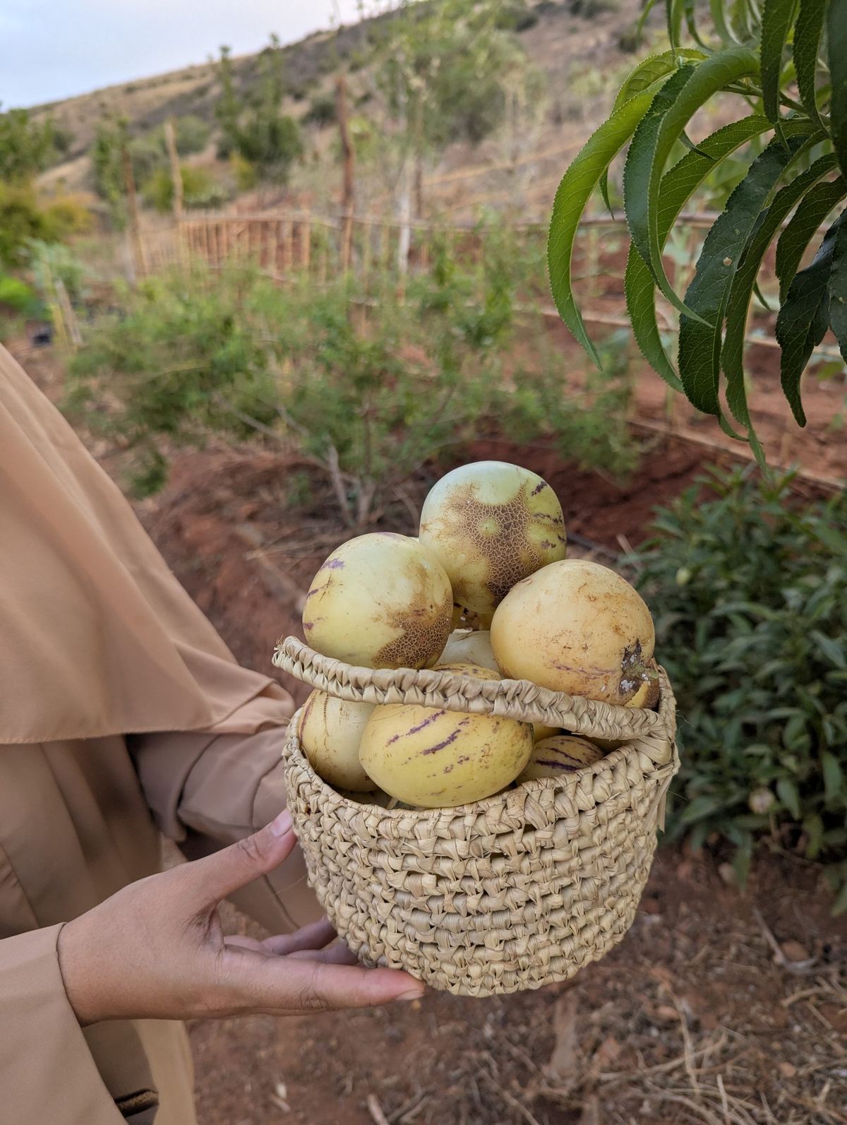A hand-woven basket full of freshly picked garden fruit