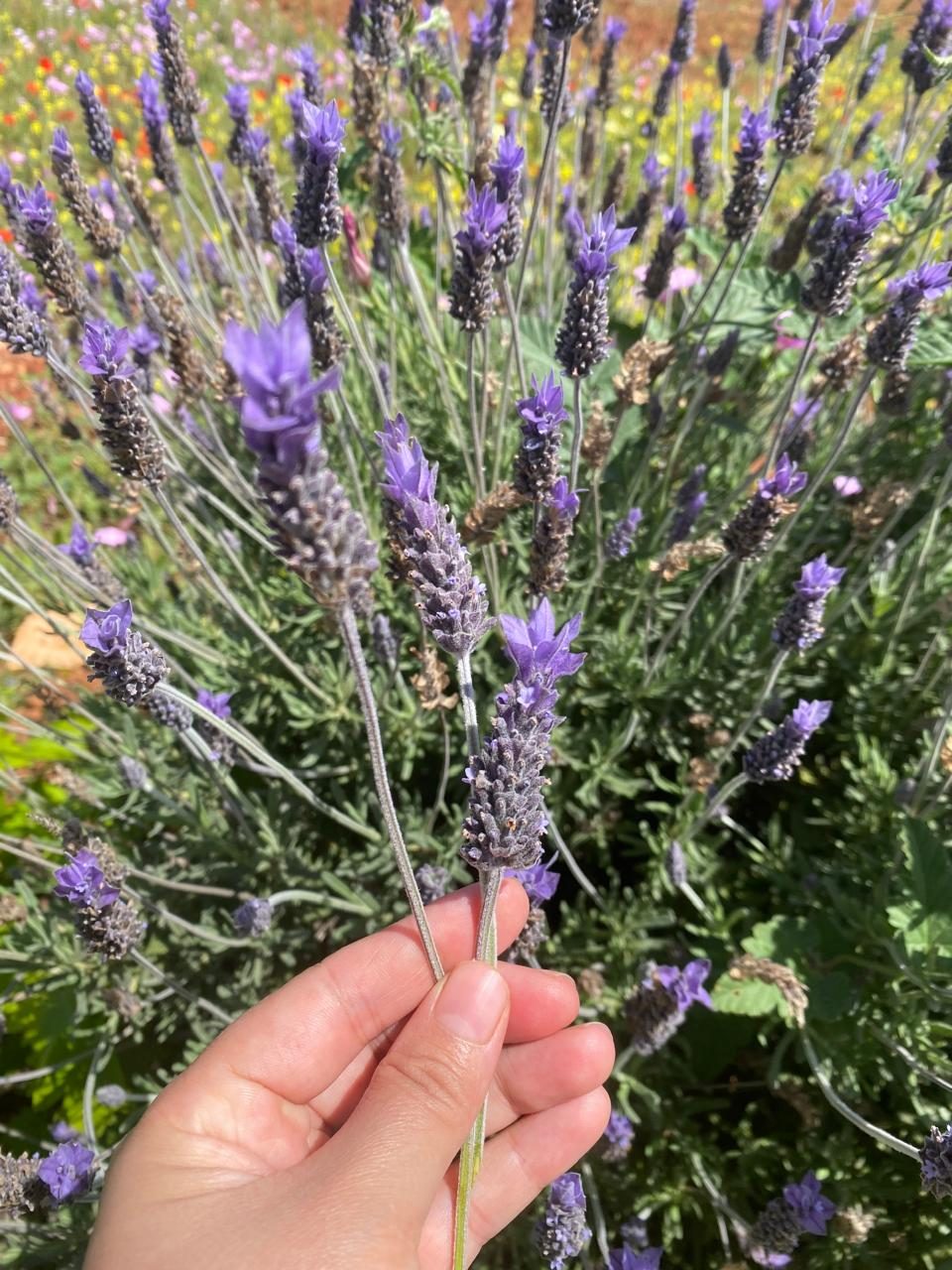 A hand holding freshly picked lavender sprigs in a blooming field