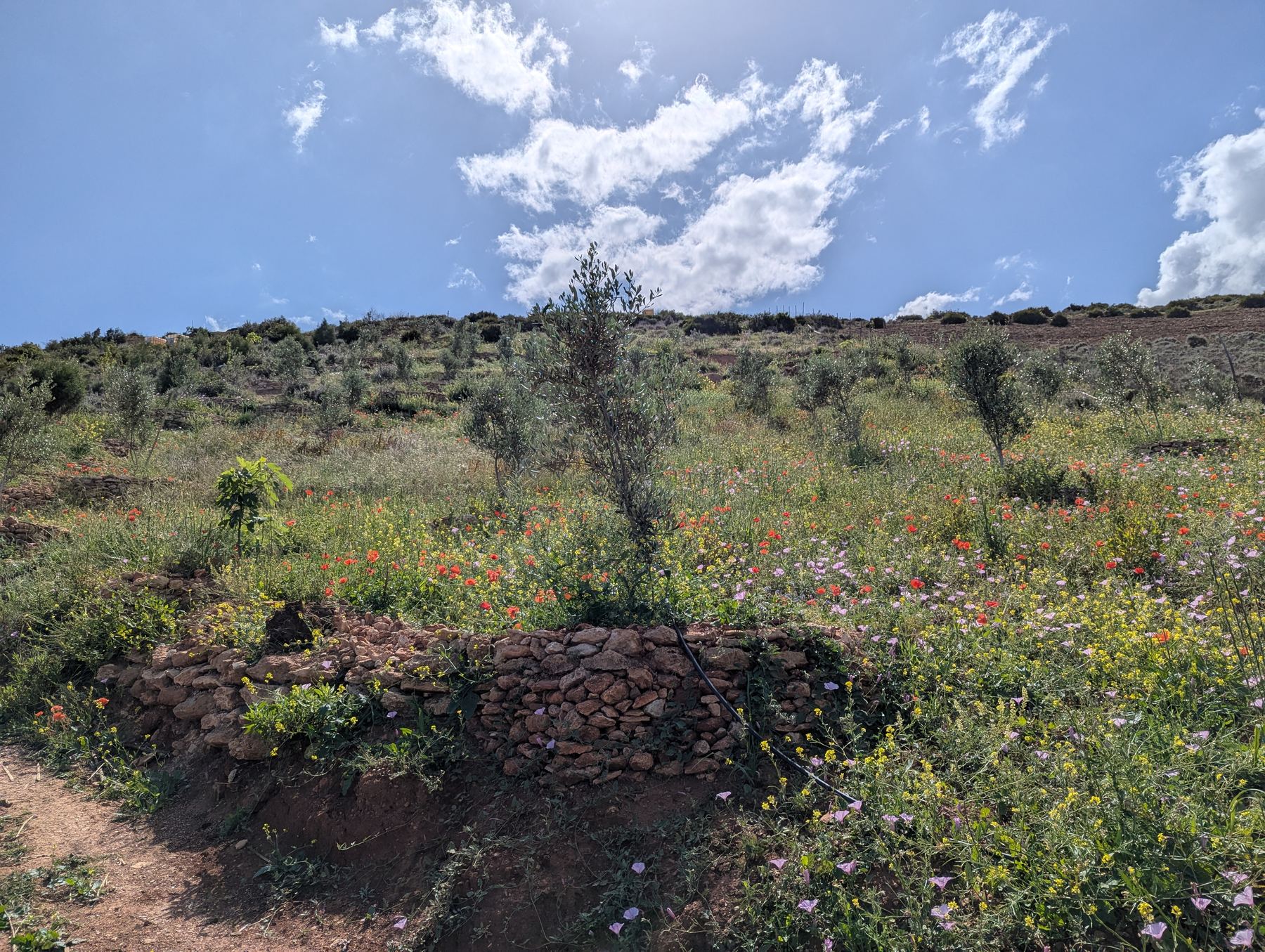 Wildflower meadow with a young olive tree on the restored hillside