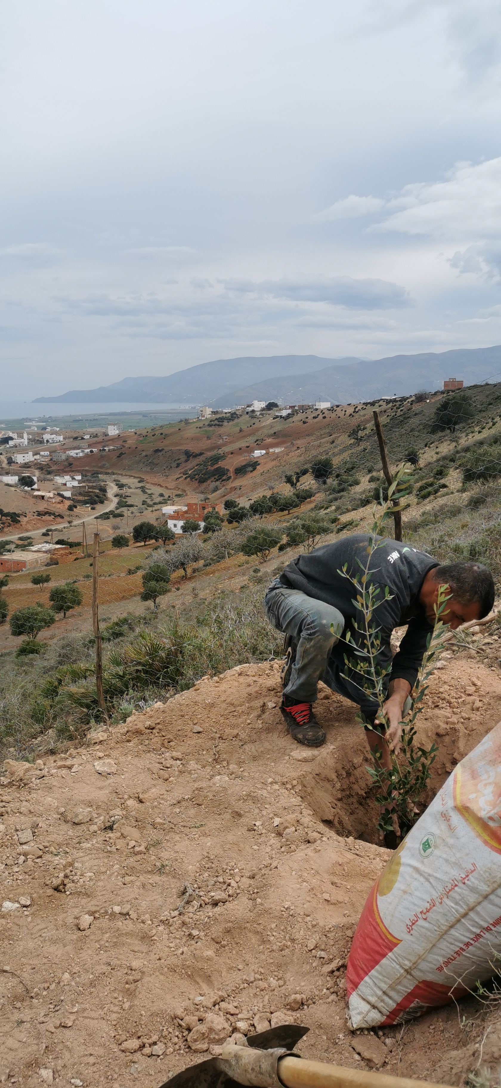 Planting one of the first olive trees on the hillside