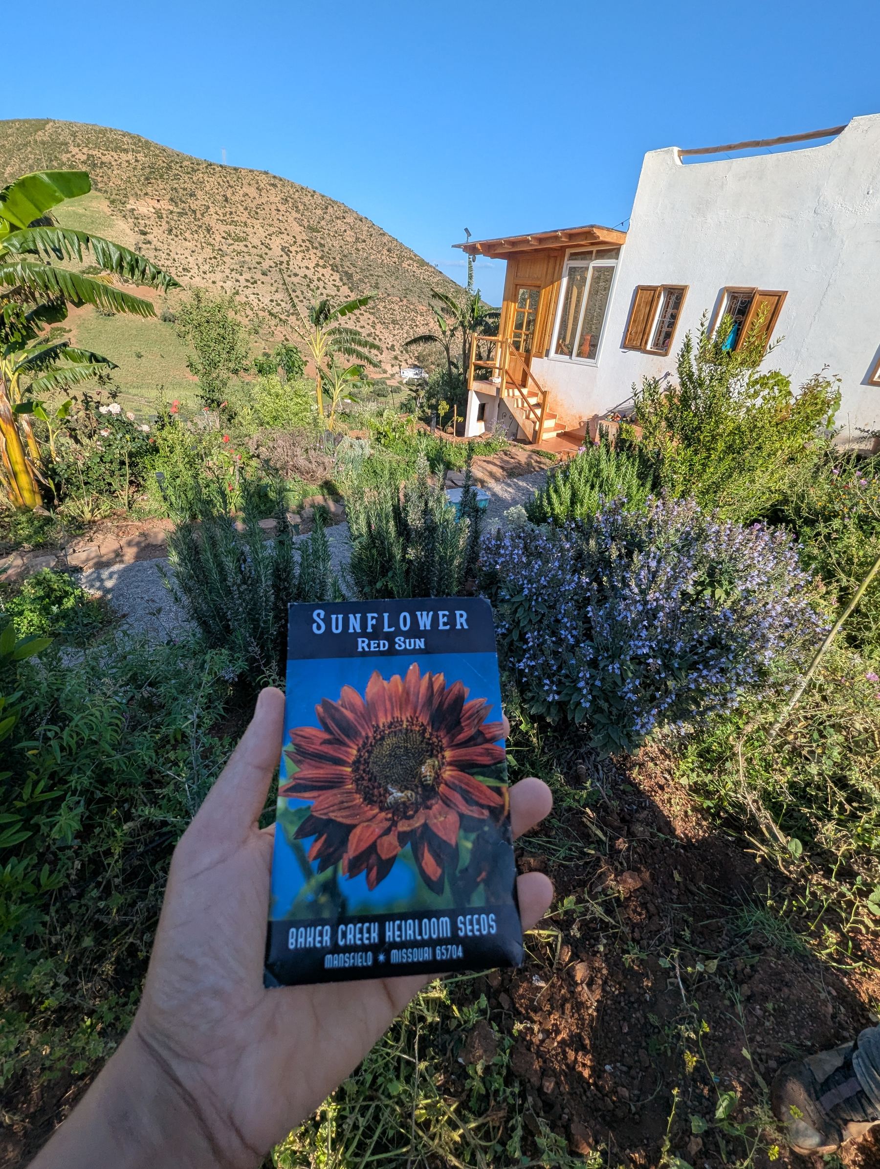 Heirloom seeds grown for the garden