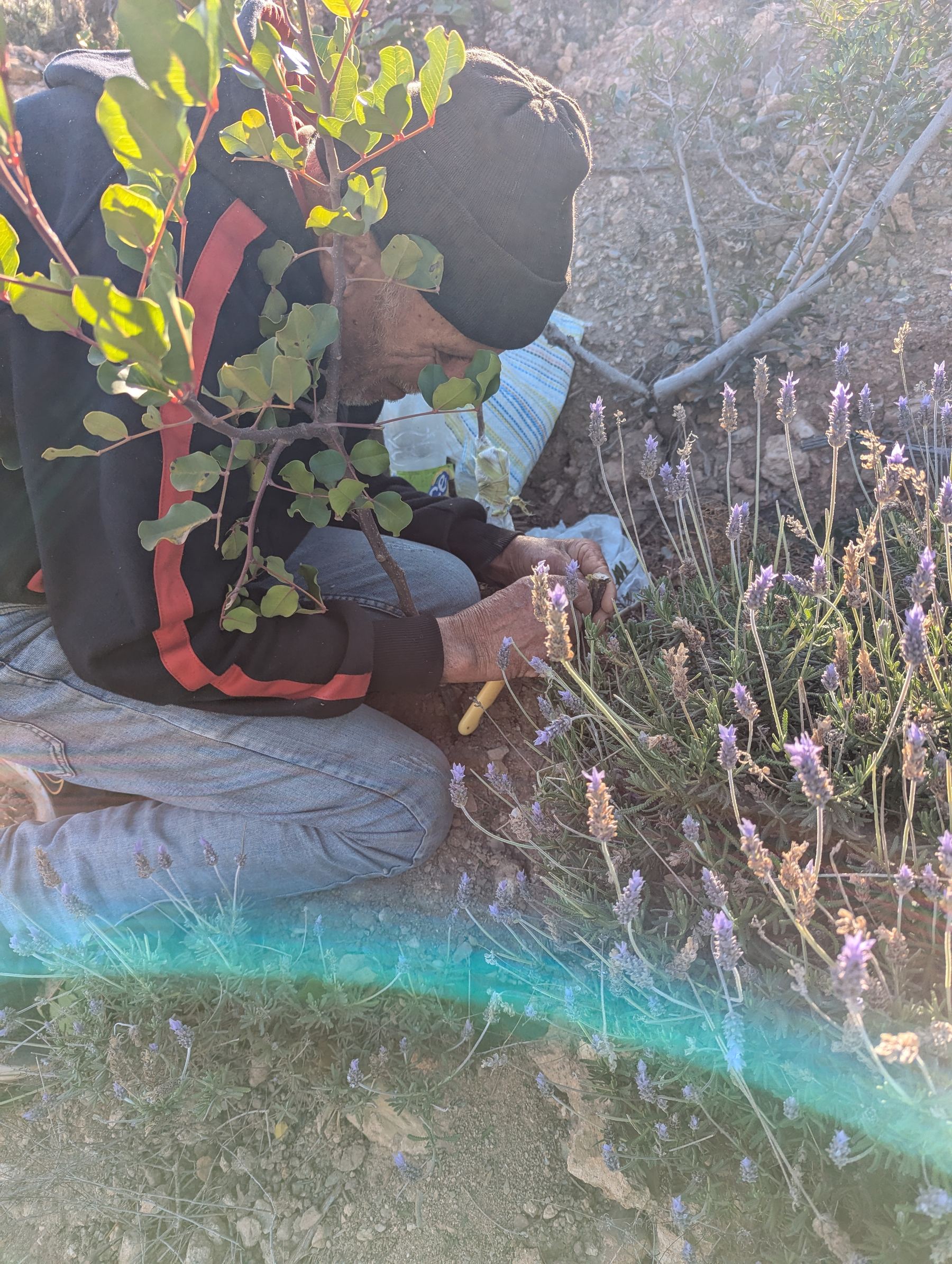 A worker tending lavender on the hillside